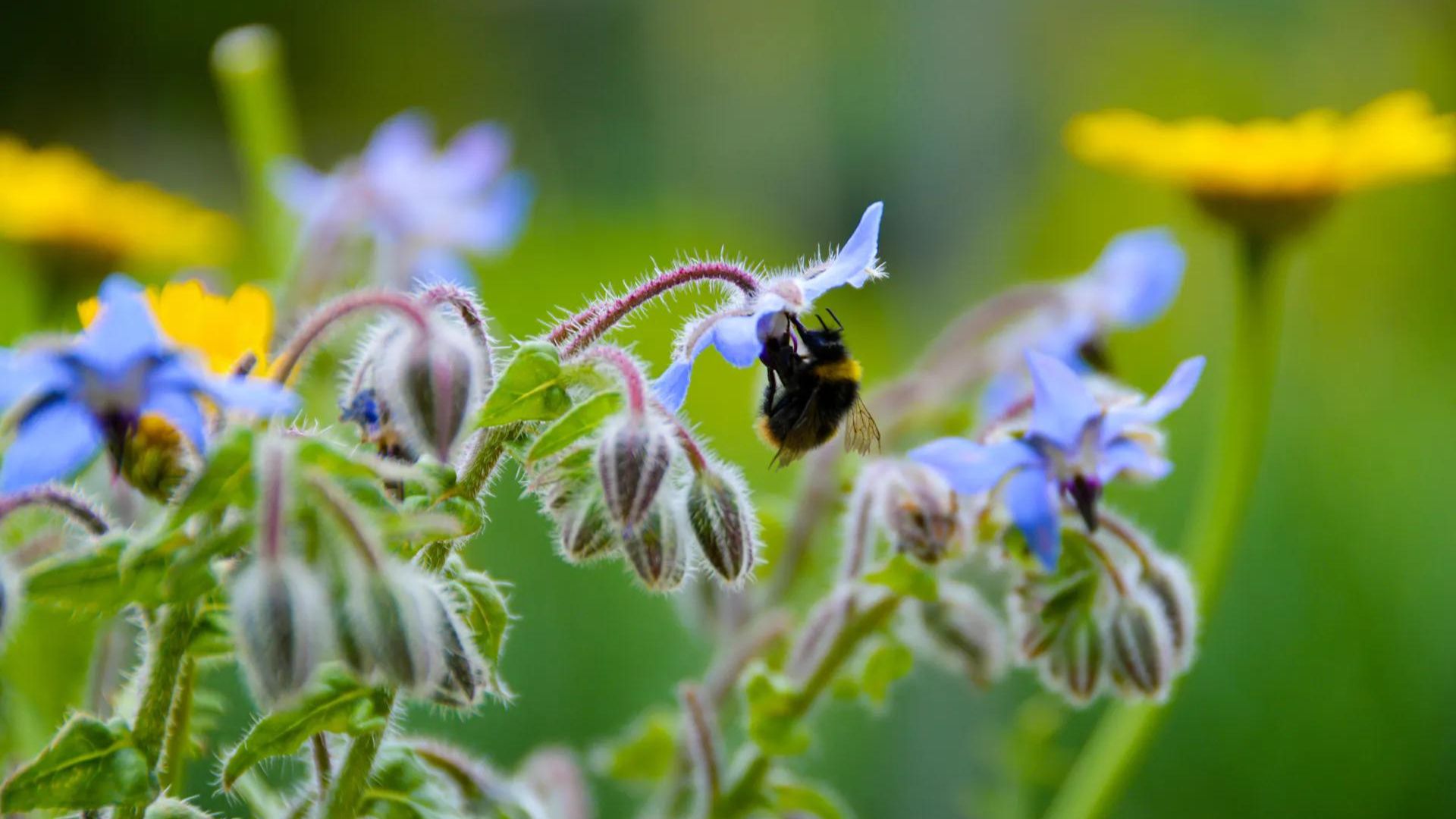 A bee and flowers